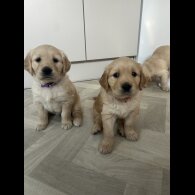 Golden Retriever - Bitches