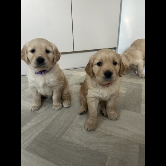 Golden Retriever - Bitches