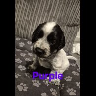 Mixed Breed - Both