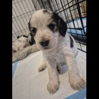 Mixed Breed - Both