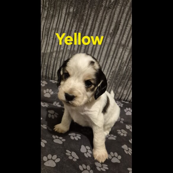 Mixed Breed - Both