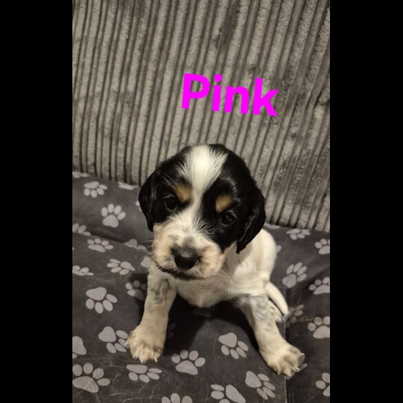 Mixed Breed - Both