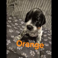 Mixed Breed - Both