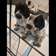 Mixed Breed - Both