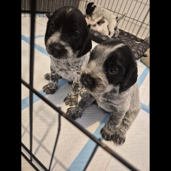 Mixed Breed - Both