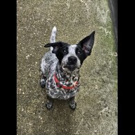Mixed Breed - Both