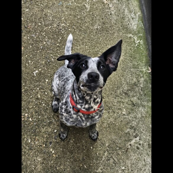 Mixed Breed - Both