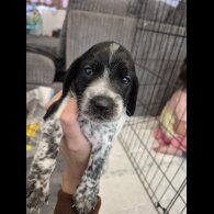 Mixed Breed - Both