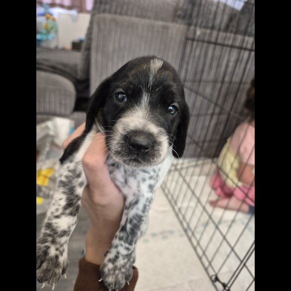 Mixed Breed - Both