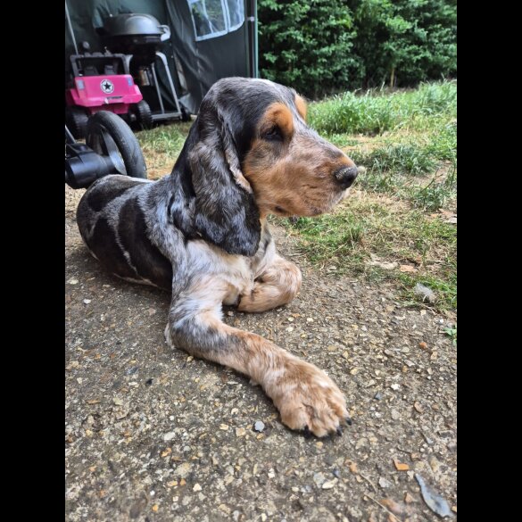 Mixed Breed - Both