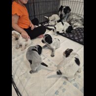 Mixed Breed - Both