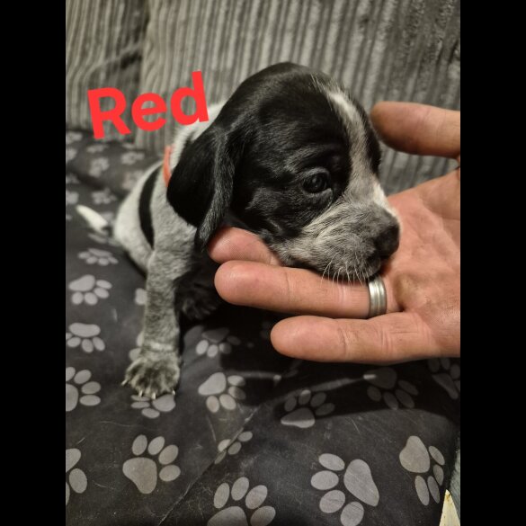 Mixed Breed - Both