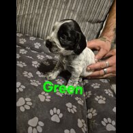 Mixed Breed - Both