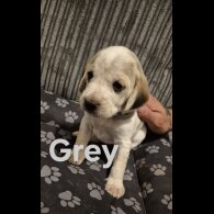 Mixed Breed - Both