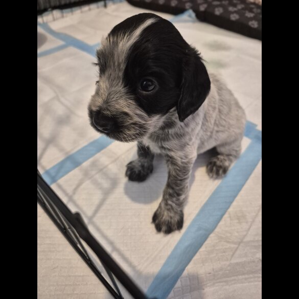 Mixed Breed - Both