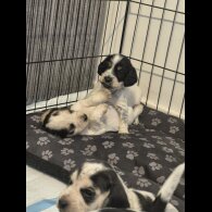 Mixed Breed - Both