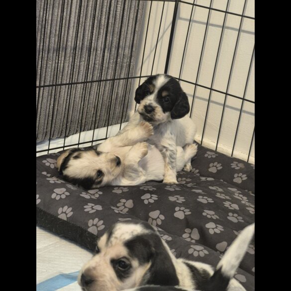 Mixed Breed - Both