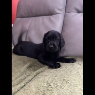 Labrador Retriever - Both