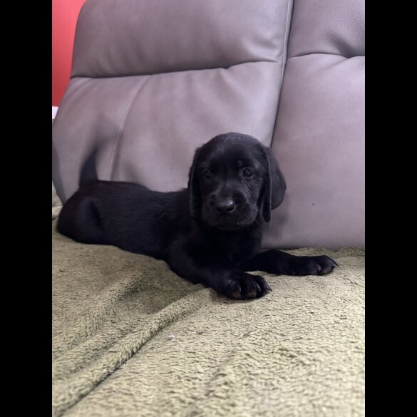Labrador Retriever - Both