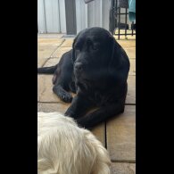 Labrador Retriever - Both