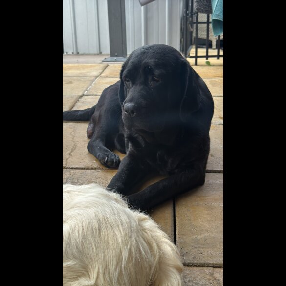 Labrador Retriever - Both