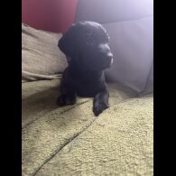 Labrador Retriever - Both