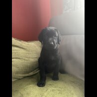 Labrador Retriever - Both