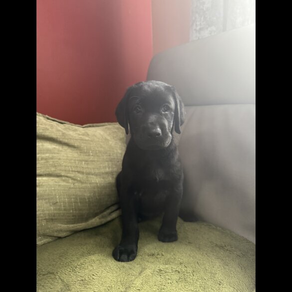 Labrador Retriever - Both