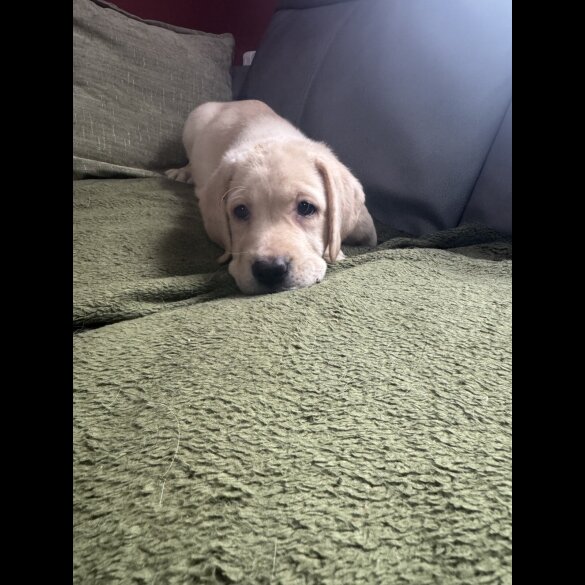 Labrador Retriever - Both