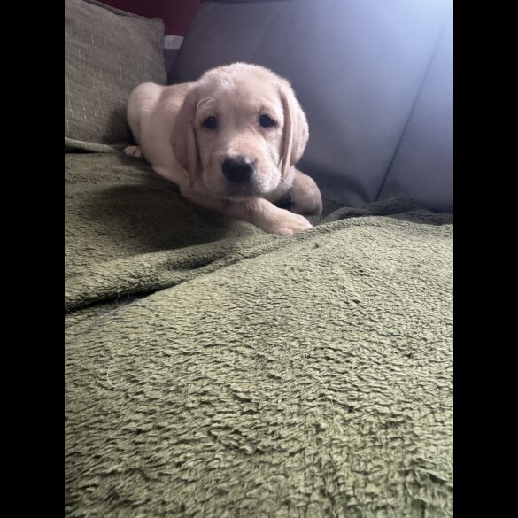 Labrador Retriever - Both