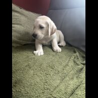 Labrador Retriever - Both