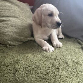 Labrador Retriever - Both