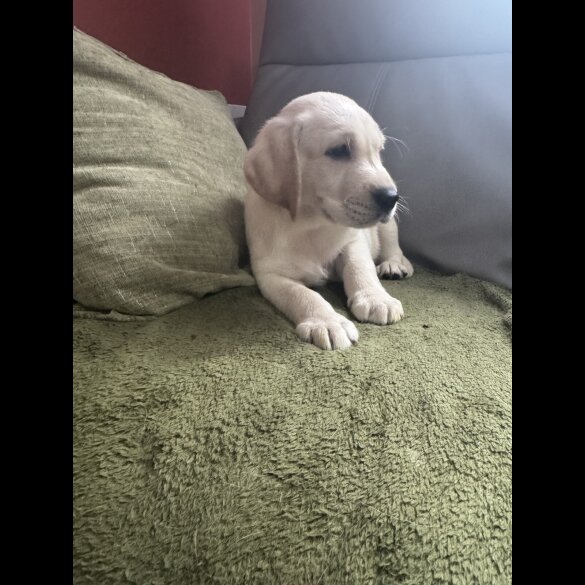 Labrador Retriever - Both