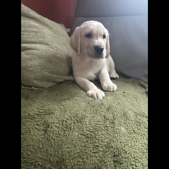Labrador Retriever - Both