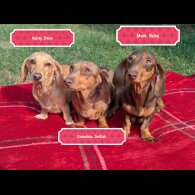 Dachshund (Standard &amp; Miniature) - Both
