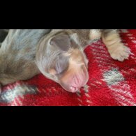 Dachshund (Standard &amp; Miniature) - Both