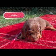 Dachshund (Standard &amp; Miniature) - Both
