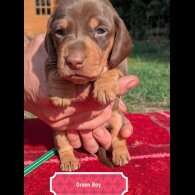 Dachshund (Standard &amp; Miniature) - Both