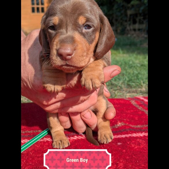 Dachshund (Standard &amp; Miniature) - Both