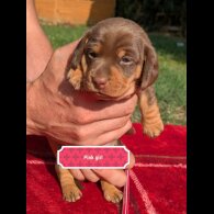Dachshund (Standard &amp; Miniature) - Both
