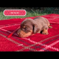 Dachshund (Standard &amp; Miniature) - Both