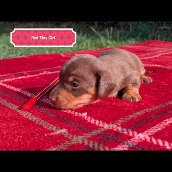 Dachshund (Standard &amp; Miniature) - Both