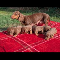 Dachshund (Standard &amp; Miniature) - Both