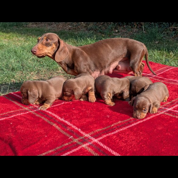 Dachshund (Standard &amp; Miniature) - Both