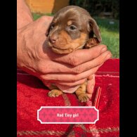 Dachshund (Standard &amp; Miniature) - Both