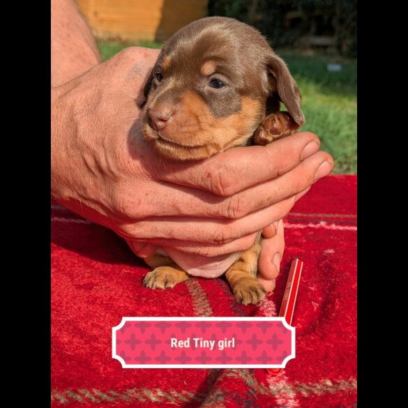 Dachshund (Standard &amp; Miniature) - Both