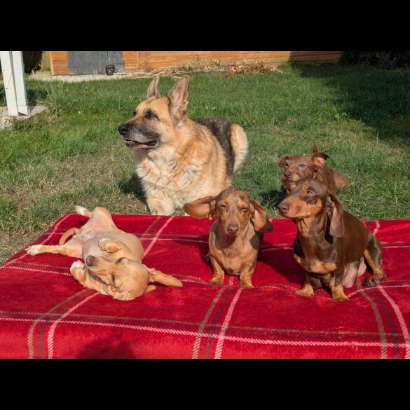 Dachshund (Standard &amp; Miniature) - Both