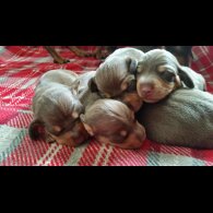 Dachshund (Standard &amp; Miniature) - Both