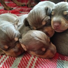 Dachshund (Standard &amp; Miniature) - Both