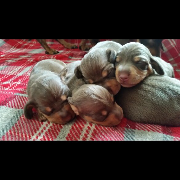 Dachshund (Standard &amp; Miniature) - Both